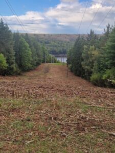 Pomulčovaná plocha před výhrabem biomasy